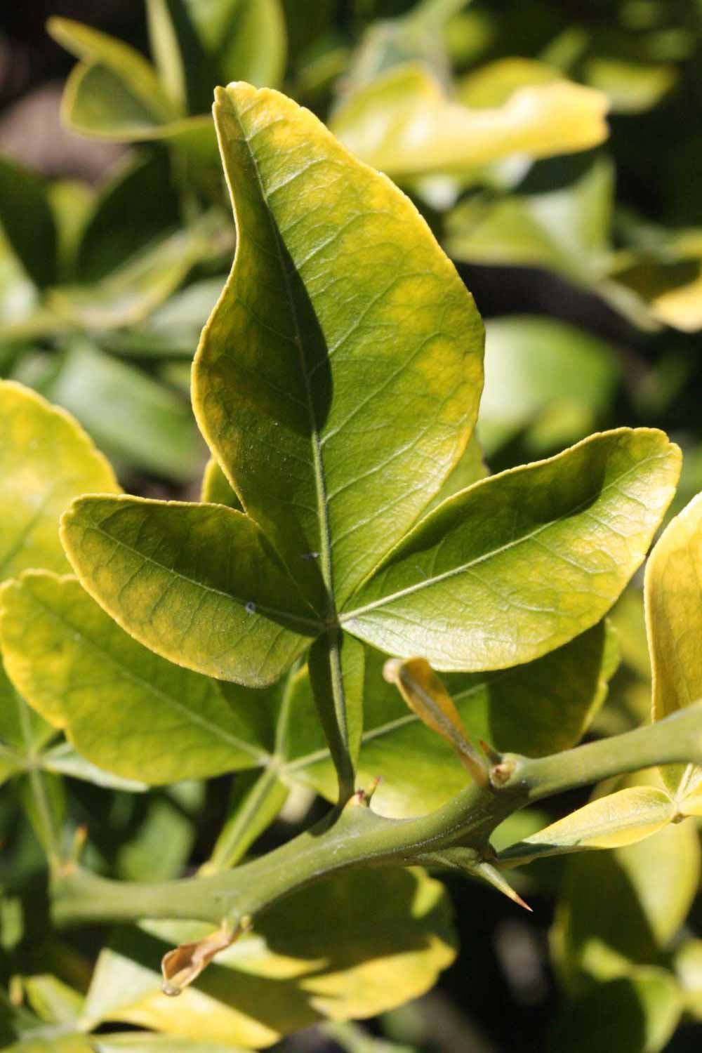              Trifoliolate leaf (Riverside, CA)       